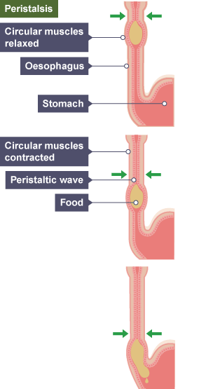 Eating a balanced diet - Diet and nutrition - AQA - GCSE Physical Education  Revision - AQA - BBC Bitesize