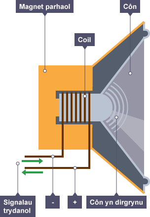 Trawstoriad o seinydd wedi’u labelu â magnet parhaol, coil, côn, côn yn dirgrynu a signalau trydanol.