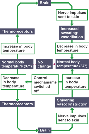 Negative feedback in temperature regulation