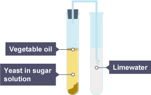 Two test tubes connected by tube. Left tube contains yeast in sugar solution, vegetable oil on top.  Right tube contains limewater. Bubbles are coming from bottom of connecting tube within limewater.