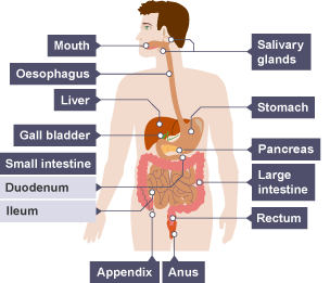 Diagram of the human digestive system