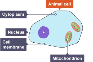 BBC Bitesize - GCSE Biology (Wales - 2016 onwards) - Cells ...