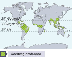 Mae coedwigoedd glaw trofannol i’w gweld yn bennaf yn Ne America, canol Affrica a de Asia.