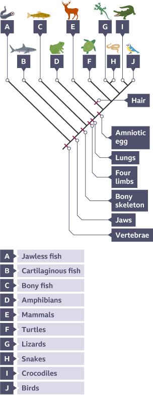 An evolutionary tree showing vertabrates