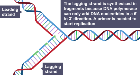 DNA replication - Replication of DNA - Higher Biology Revision - BBC  Bitesize