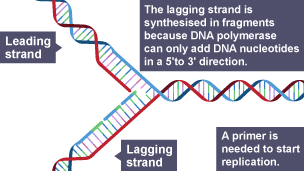 The process of DNA replication