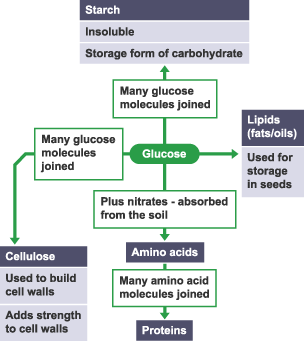 An image showing the cycle of gluecose.