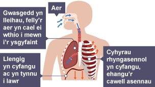 Tynnu aer i mewn i'r ysgyfaint i gyfartalu gwasgedd aer yr atmosffer. Llengig yn cyfangu, gan dynnu tuag i lawr. Cyhyrau rhyngasennol yn cyfangu, gan ehangu'r cawell asennau.