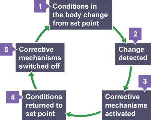 Homeostatic control is achieved using negative feedback mechanisms: if the level of something rises, control systems reduce it again, if the level of something falls, control systems raise it again.