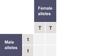 Table with the rows labelled as Male alleles (t,t) and the columns labelled as Female alleles (T,T)