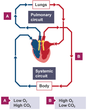 BBC Bitesize - GCSE Biology (Wales - 2016 onwards) - The circulatory