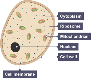 A yeast cell showing cytoplasm, the small ribosomes, the larger mitochondrion, nucleus, cell wall and cell membrane.