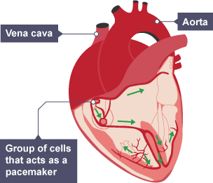 A diagram of the heart, showing the vena cava and the aorta