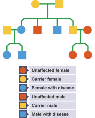 Diagram of a pedigree chart showing ows the inheritance pattern of a disease