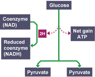 Glucose converted to 2 molecules of pyruvate. In the process there is a net gain of 2 x ATP, and the hydrogen acceptor (NAD) is reduced to NADH2