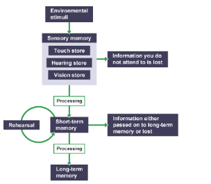 A flow diagram of how a stimuli is processed into short-term and long-term memory