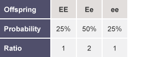 Table with rows labelled as Offspring, Probability and Ratio EE, 25%, 1. Ee, 50%, 2. Ee, 25%, 1