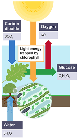 Photosynthesis cycle