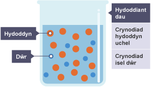 Diagram yn dangos crynodiad hydoddyn. Bicer llawn dŵr wedi'i labelu'n Hydoddiant dau; Crynodiad hydoddyn uchel; Crynodiad dŵr isel. Gronynnau yn y bicer wedi'u labelu'n Hydoddyn.