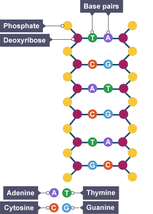 Diagram illustrating the structure of DNA pairs