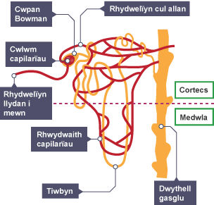 Neffron aren yn dangos cwpan Bowman, y cwlwm 辱ï, y rhwydwaith 辱ï, tiwbyn, rhydwelïynnau llydan a chul, a'r ddwythell gasglu.