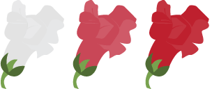 Three different coloured snapdragon flowers, one white, one pink and one red