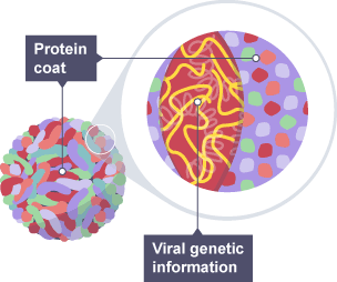 Diagram showing the life cycle of a virus