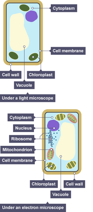 A view of cells under a light microscope and an electron microscope