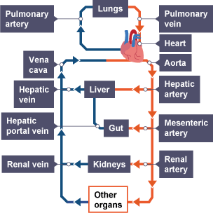 Diagram of circulation between the heart and organs