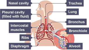 The respiratory system; nasal cavity, trachea, pleural cavity (filled with fluid), intercostal muscles, ribs, diaphragm, lung, bronchiole, alveoli