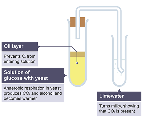 The vacuum flask - Heat transfer - CCEA - GCSE Combined Science Revision -  CCEA Single Award - BBC Bitesize