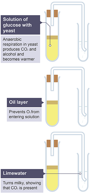 Anaerobic Respiration In Yeast