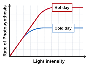 Photosynthesis limiting temperature