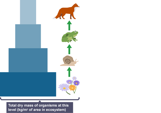 what-does-a-biomass-pyramid-represent-paperwingrvice-web-fc2