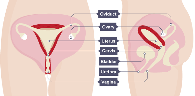 Image result for female reproductive system gcse