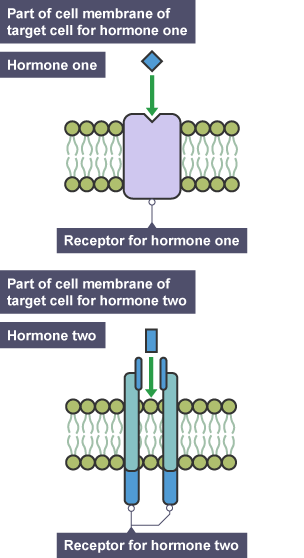 Two diagrams.  One: part of cell membrane of target cell for hormone one.  Hormone one is a diamond shape which has an arrow below pointing to its receptor, a rectangular shape with a triangle missing matching the size and shape of the hormone.  Two: part of cell membrane of target cell for hormone two.  Hormone two is a rectangle. The receptor is two elongated rectangles through which the hormone can pass.