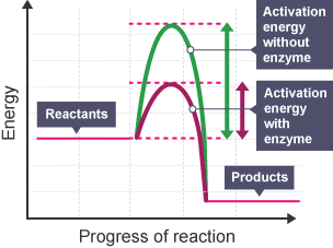 A graph showing the progress of a reaction reaction with and without an enzyme