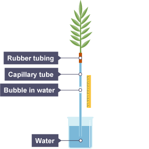 A leafy branch placed in capillary tube and sealed with rubber tubing. Other end is in water. An air bubble is approximately half way up tube. A ruler is used to measure volume of water absorbed.
