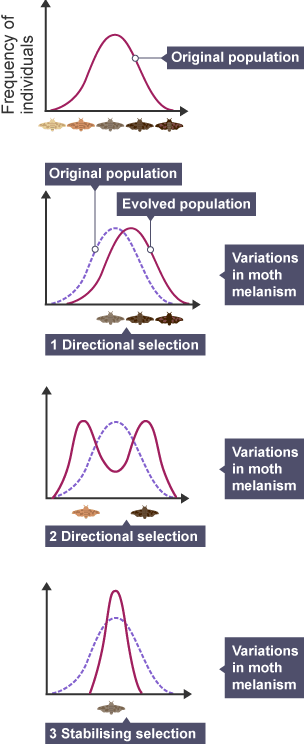directional selection