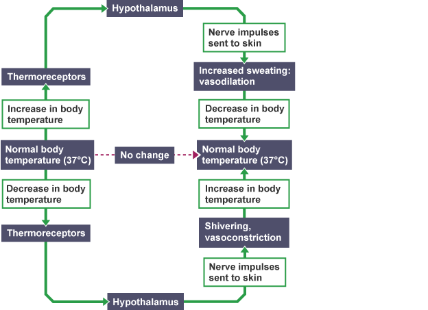 Flow chart showing how the body returns to normal temperature of 37 degrees centigrade. Following an increase in temperature through sweating following a decrease in temperature through shivering.