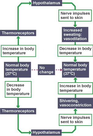 Negative feedback mechanism controlling body temperature
