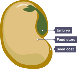 A cross-section through a seed with embryo, food store and seed coat labelled