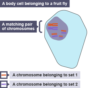 A fruit fly cell with 4 pairs of matching chromosomes. Each contains 2 sets