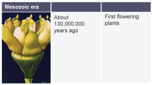 About 130,000,000 years ago: first flowering plants.