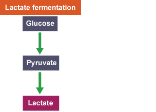 A flowchart showing the steps of lactate fermentation: glucose; pyruvate, lactate