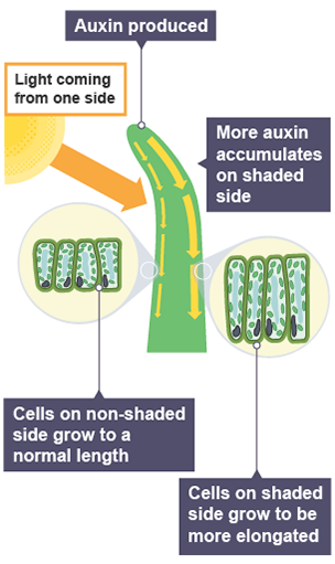 Hormones in plants - Co-ordination and control (CCEA) - GCSE