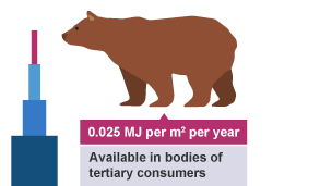 Top (first) tier of pyramid of biomass showing tertiary consumers for example bears. They produce 0.025 MJ per meter squared per year.