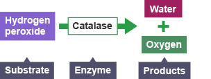 Flow chart showing the component parts that allow hydrogen peroxide to change to water and oxygen through a catalase.