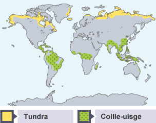 Tundra agus Coille-uisge