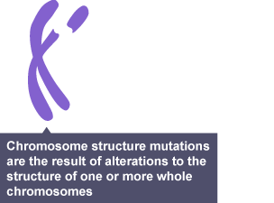 Chromosome structure mutation